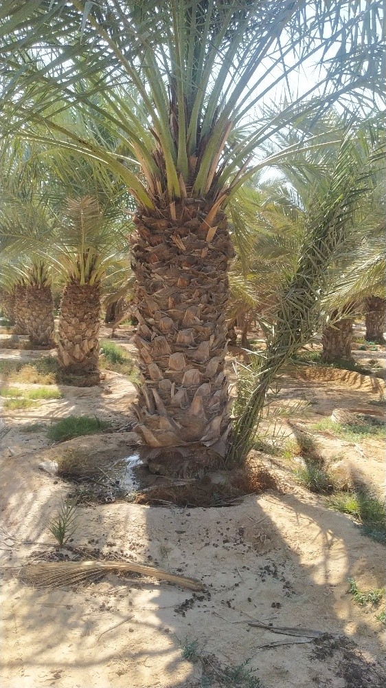 مهندس - 2