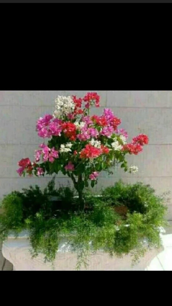 أحواض زراعه - 1