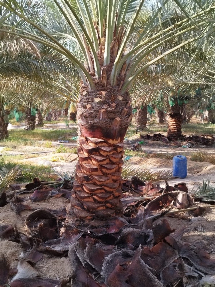 شركة زراعيه - 4