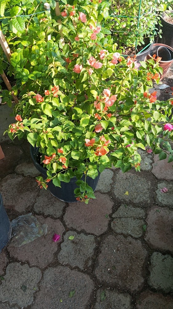 موزارع - 4