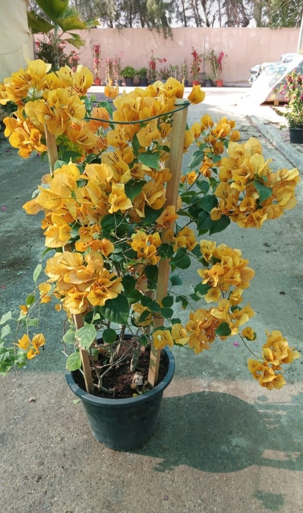 شركة زراعيه - 4