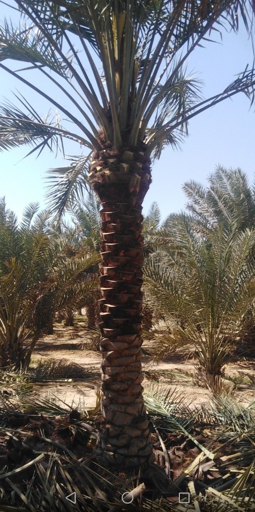 شركة زراعيه - 3