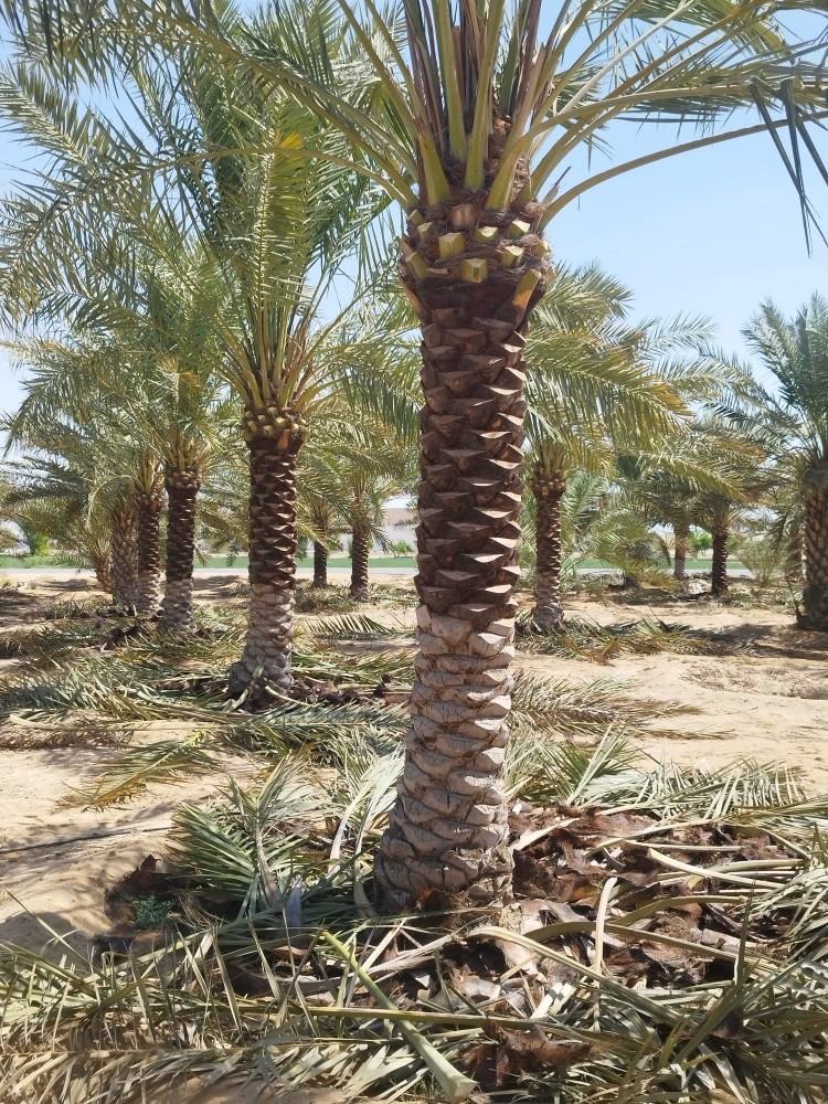 شركة زراعيه - 2