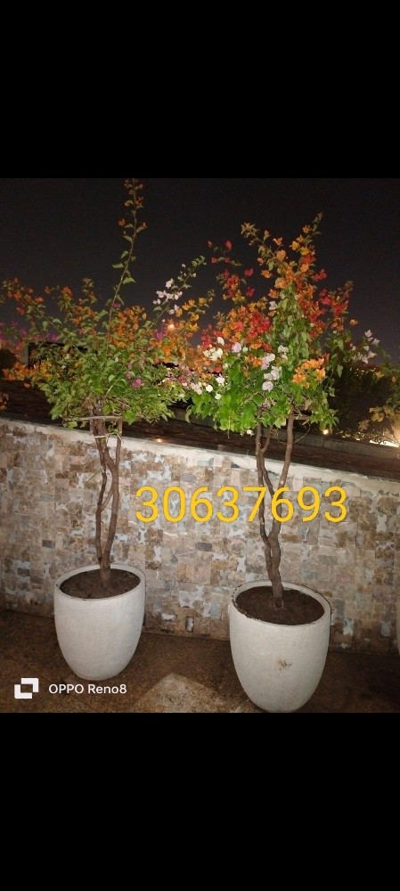 زراعه الورد - 9