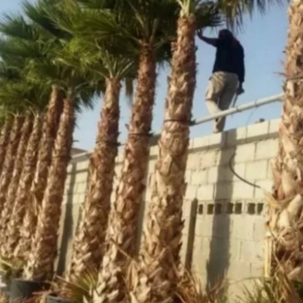 توريد وزراعة النخيل - 8