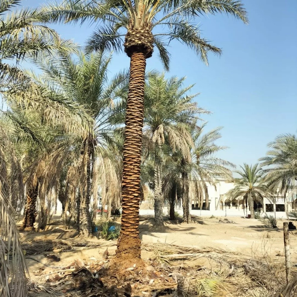 توريد وزراعة النخيل - 10
