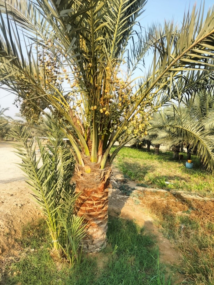 توريد وزراعة النخيل - 13
