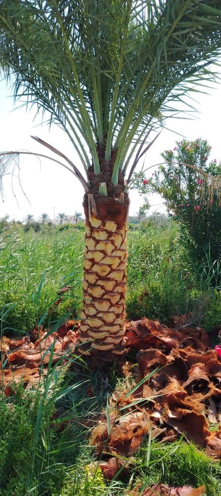 توريد وزراعة النخيل - 3