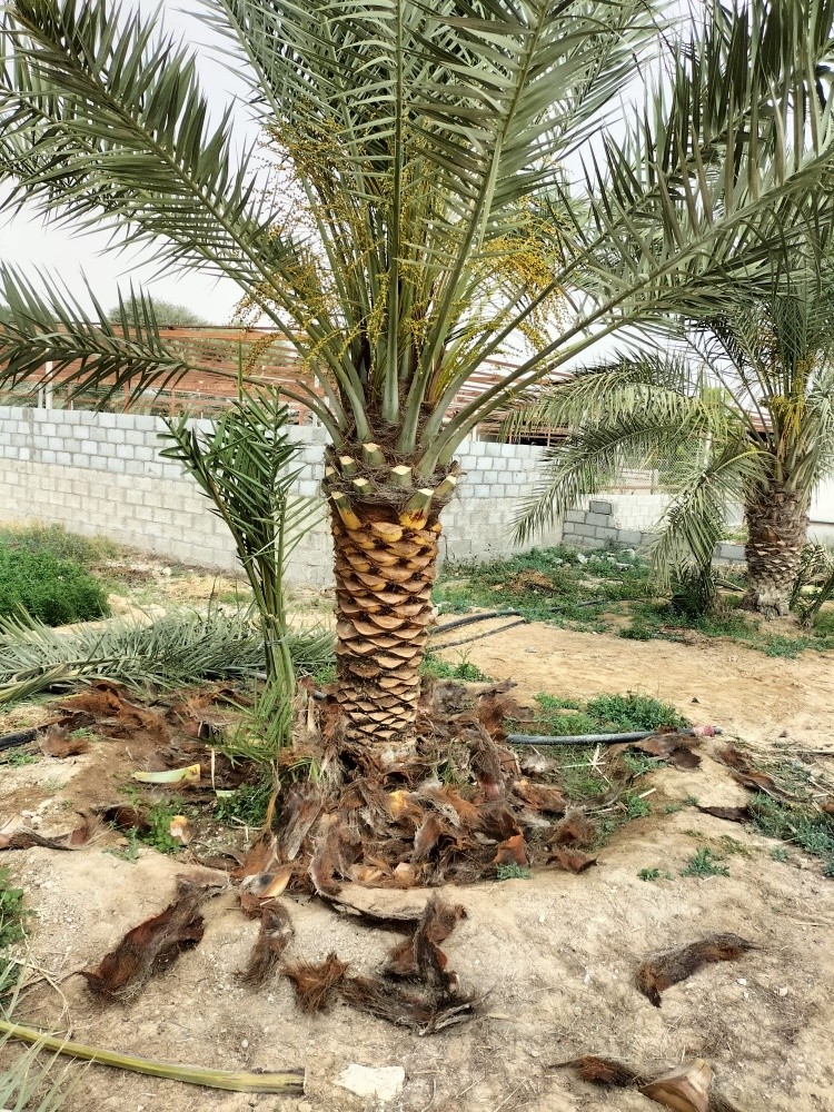 توريد وزراعة النخيل - 12