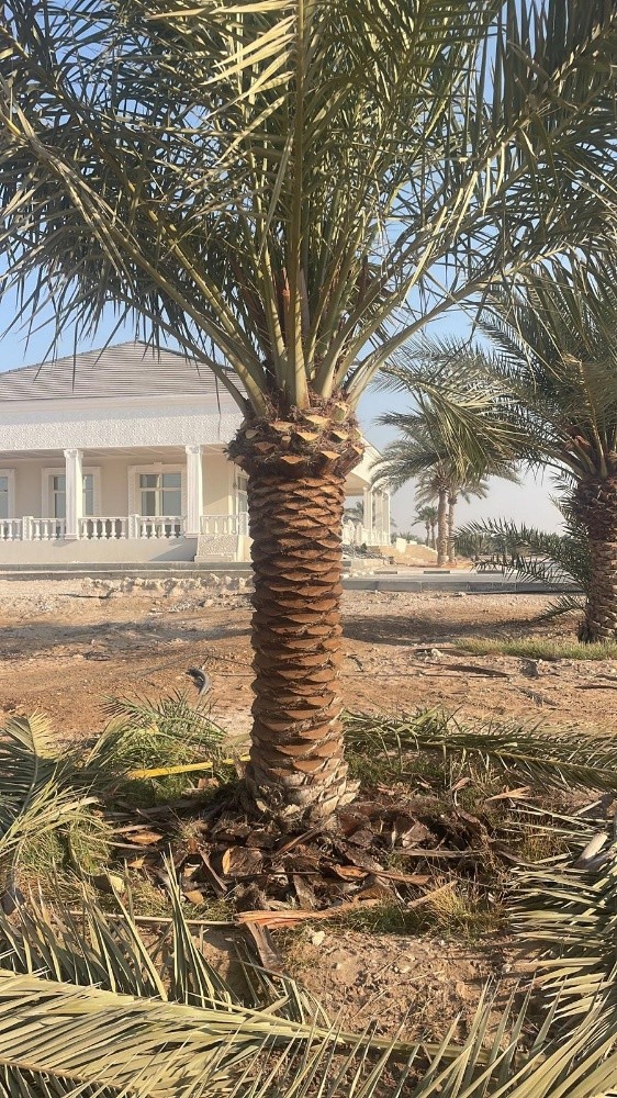توريد وزراعة النخيل - 4