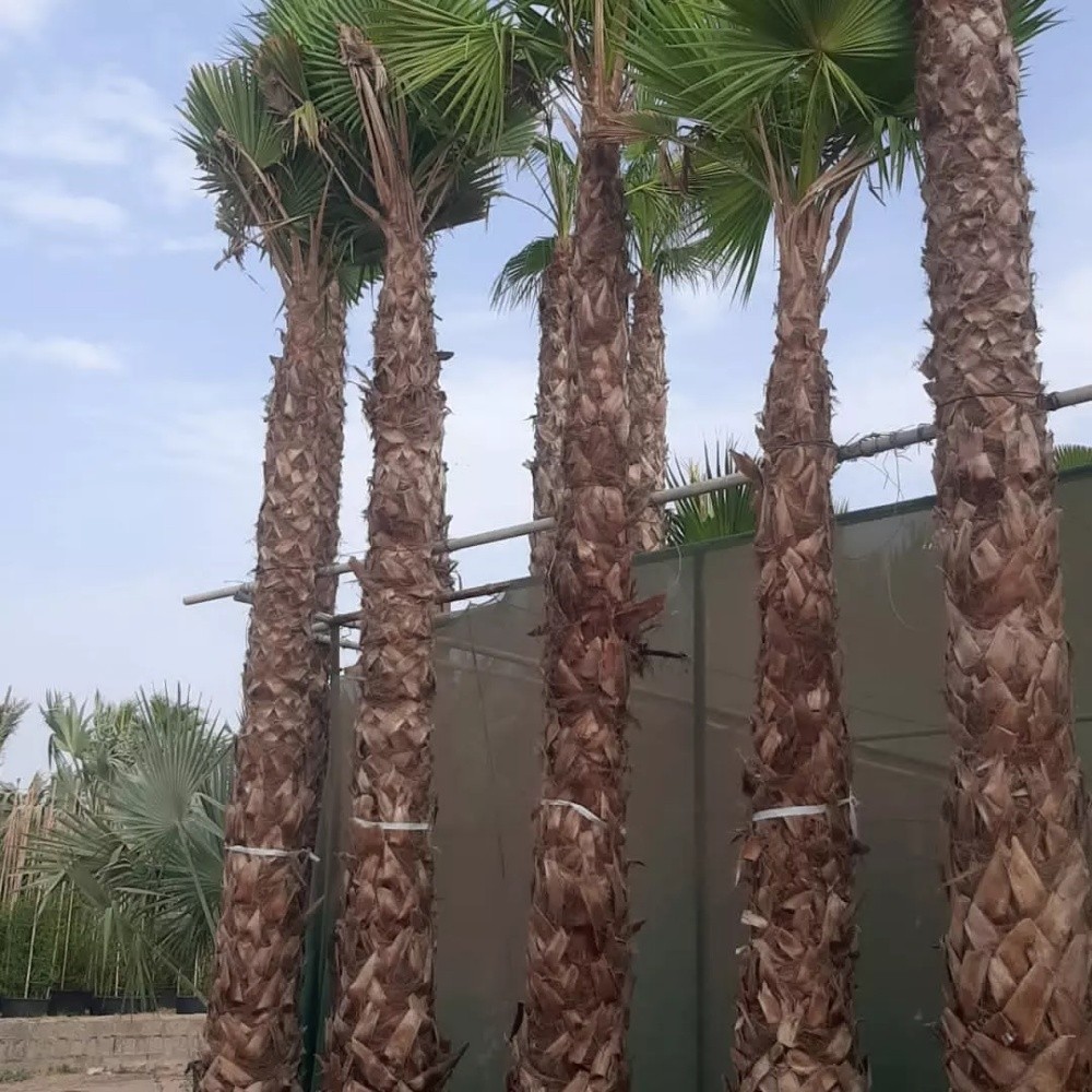 توريد وزراعة النخيل - 9