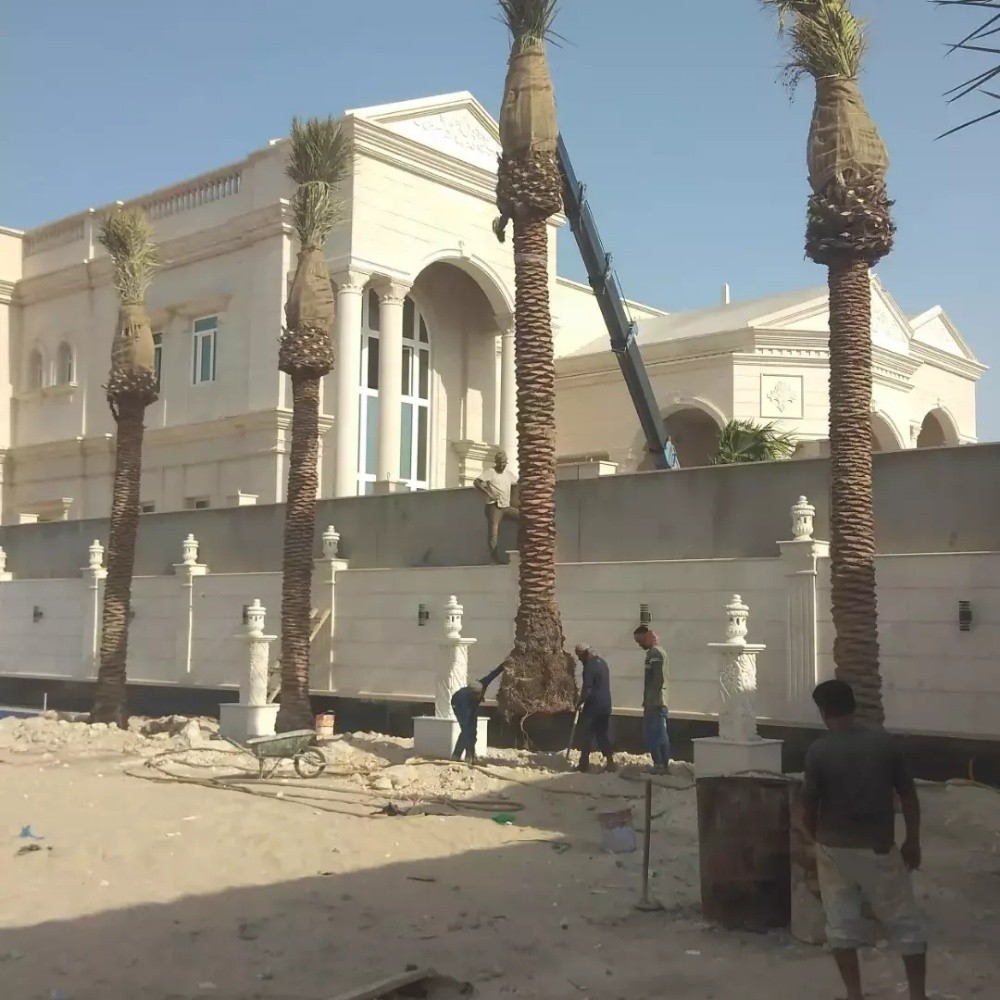 توريد وزراعة النخيل - 11