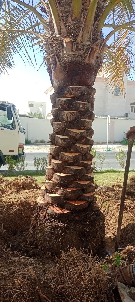 توريد وزراعة النخيل - 5
