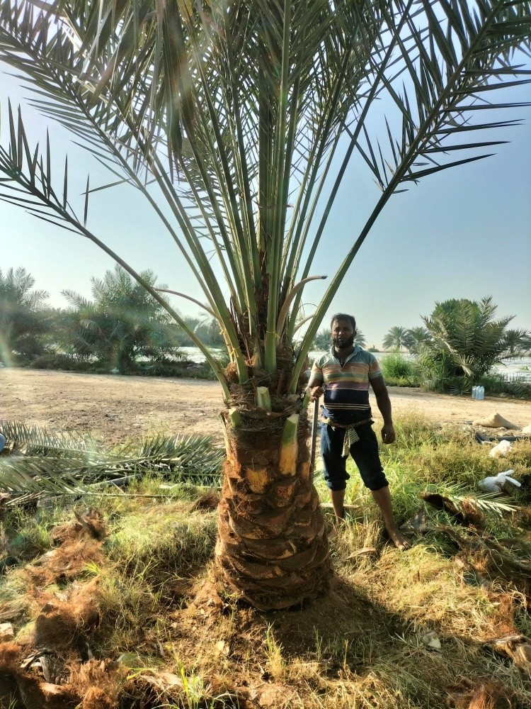 توريد وزراعة النخيل - 6