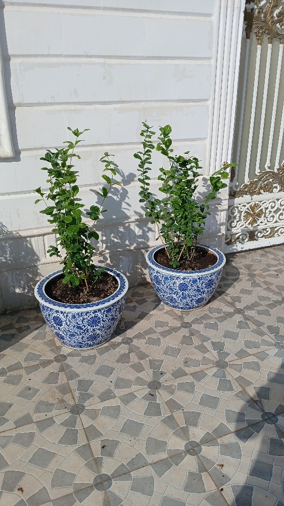 بايفيتر - 6