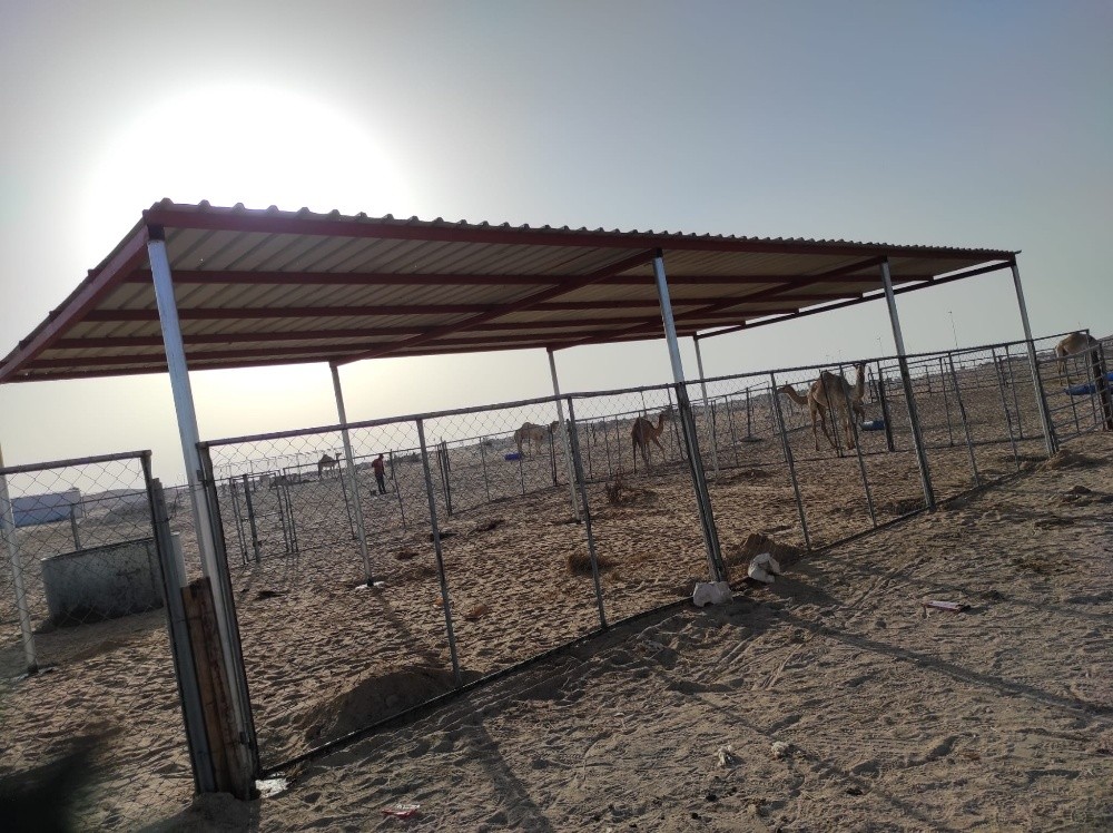 Tofala camel - 4