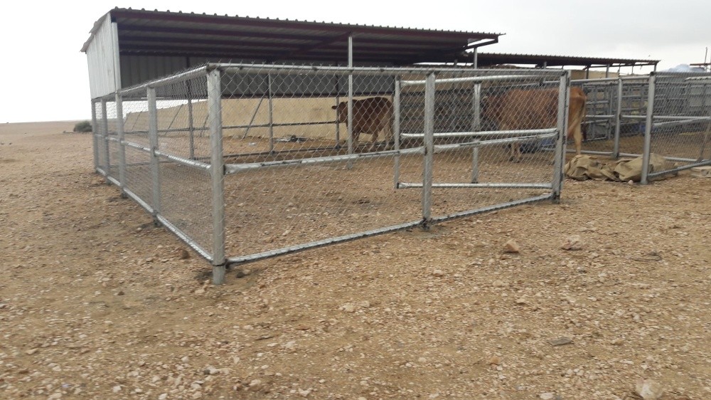 Tofala camel - 7