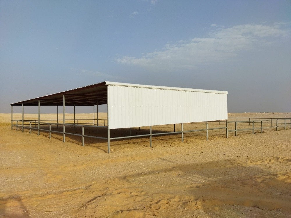 Tofala camel - 6