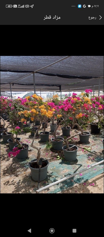 زراعه الورود - 1