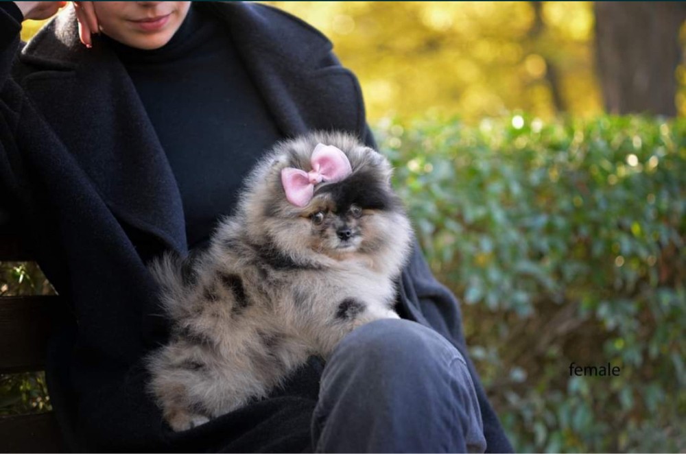 جراوي بوميرينيان مستوى توب - 2