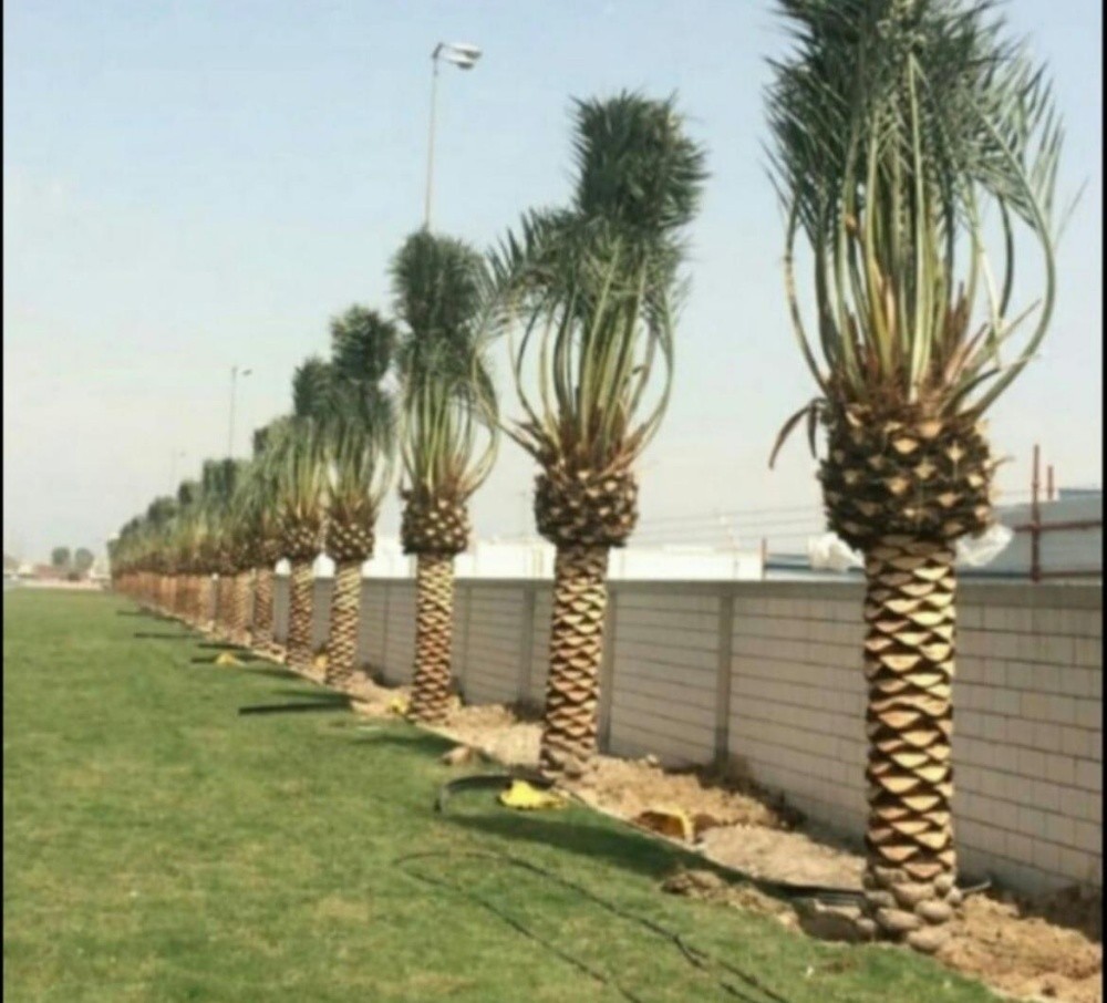 نخل للبيع - 1