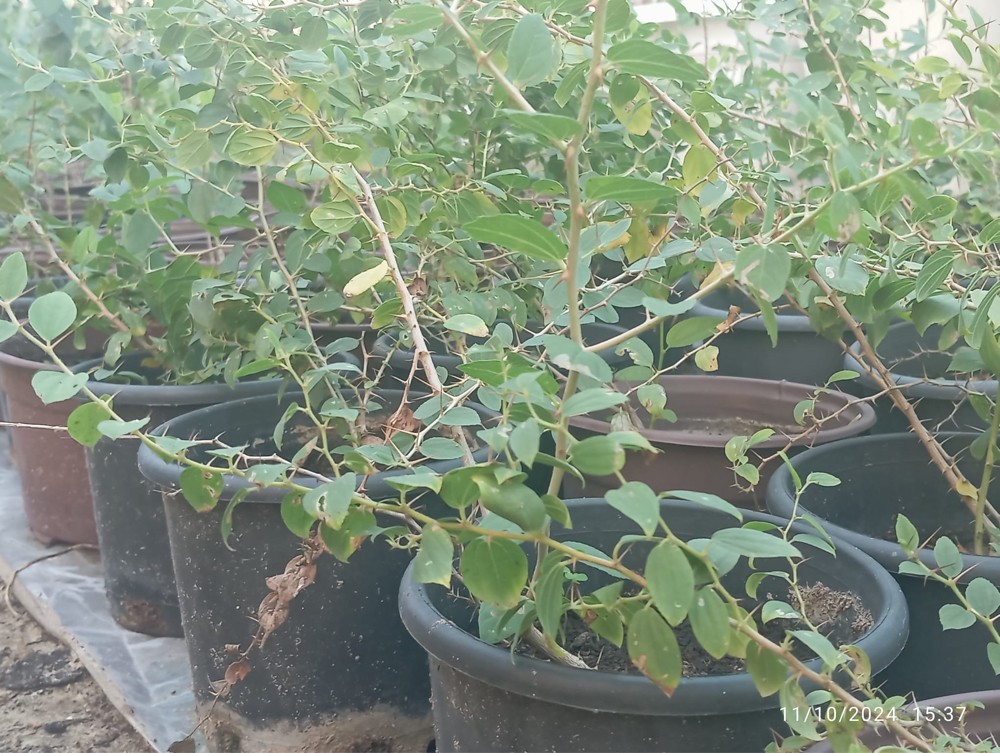 اشجار وشتلات للبيع بسعر خاص - 3