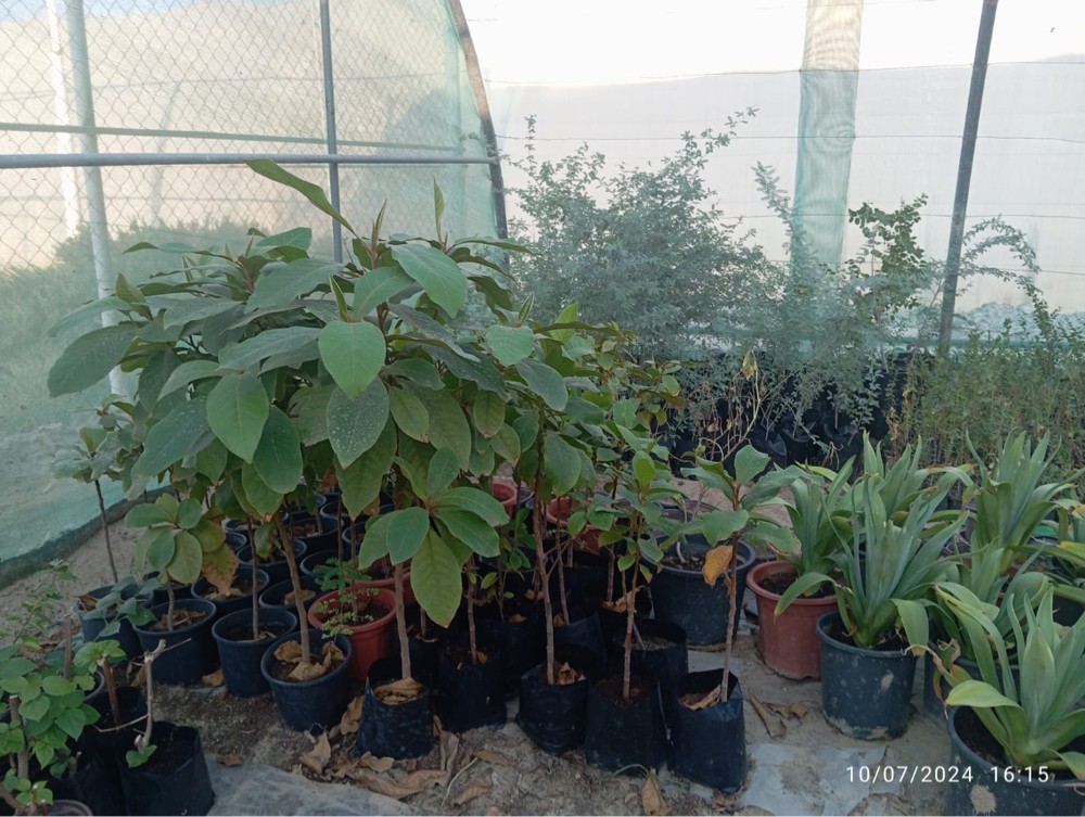 اشجار وشتلات للبيع بسعر خاص - 4