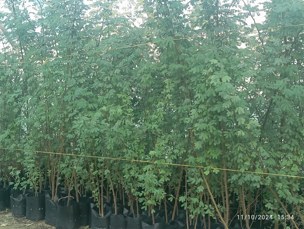 اشجار وشتلات للبيع بسعر خاص - 2