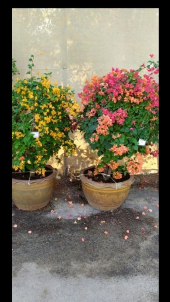 مزارع - 1