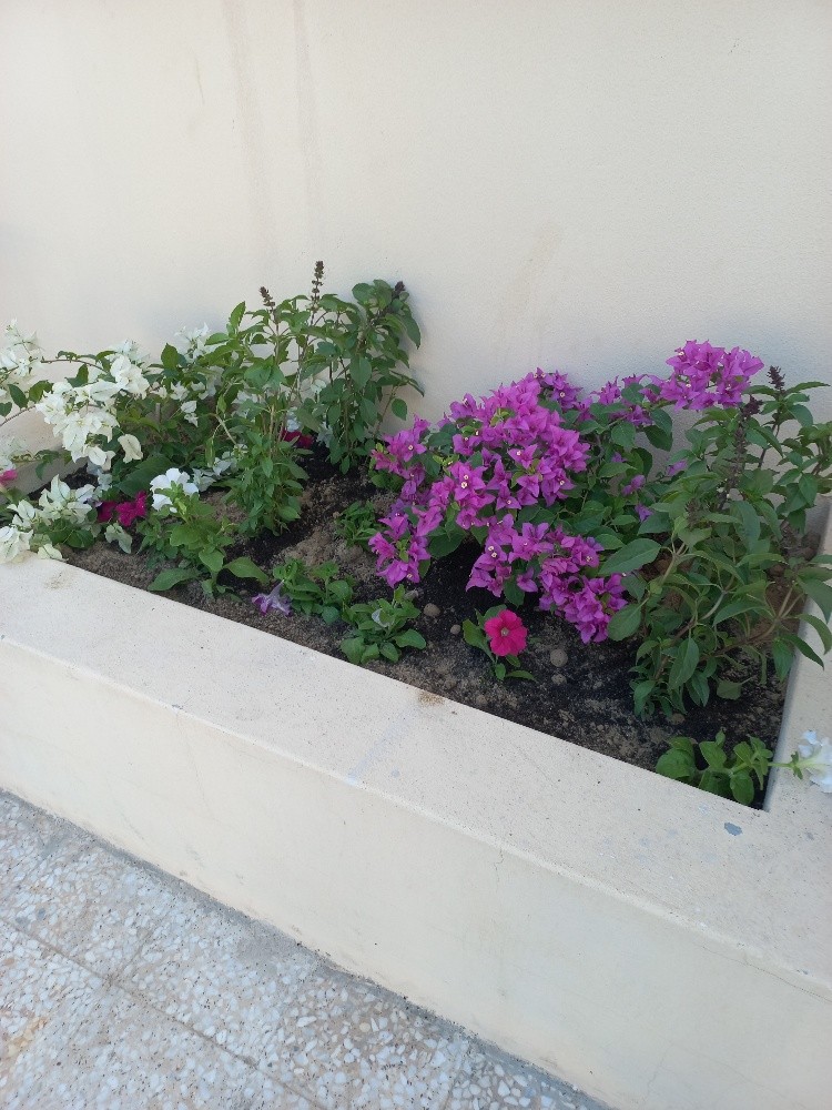 زراعة زهور - 1