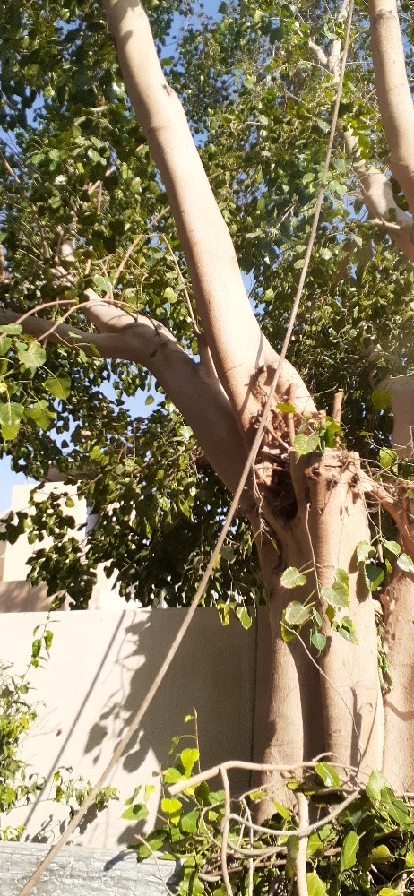 مزارع ومقطع اشجار ونخيل - 2