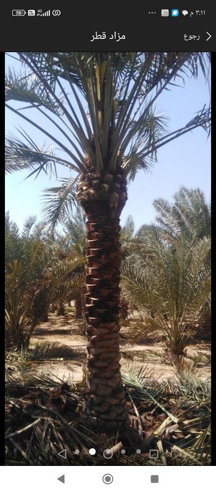 زراع - 3