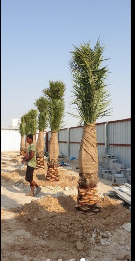 زراعه العشب والنخيل - 5
