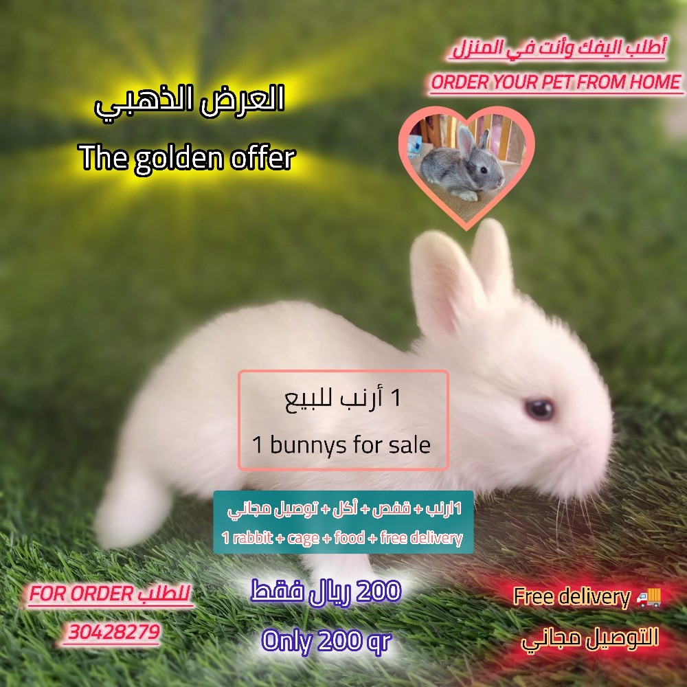 bunnies offer - 1