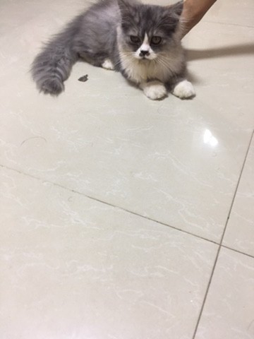قطط - 2