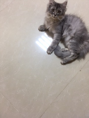 قطط - 1