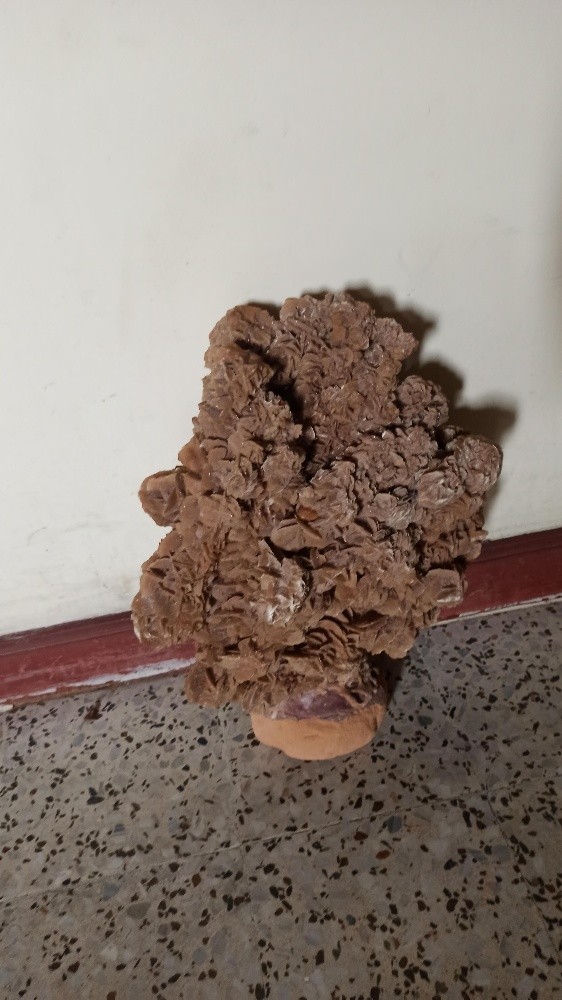 زهرة الرمال - 4