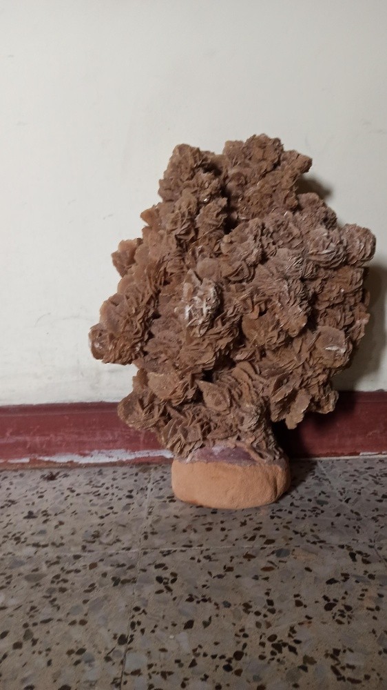 زهرة الرمال - 2