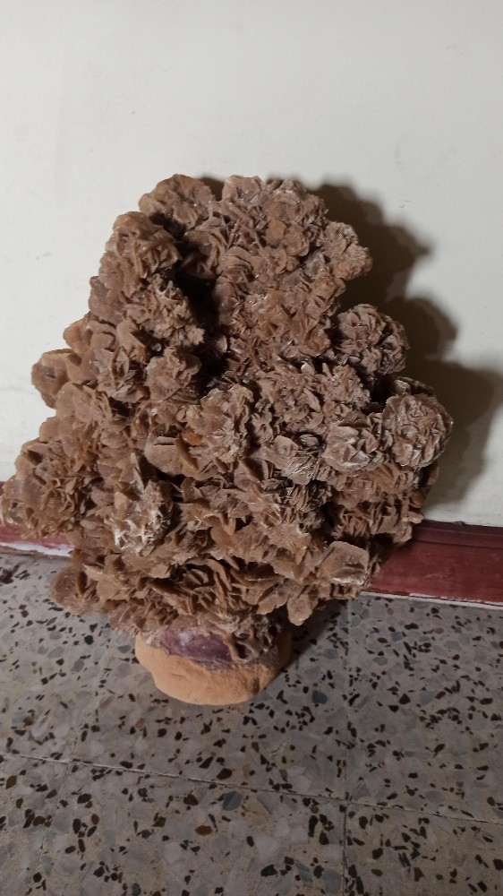 زهرة الرمال - 3