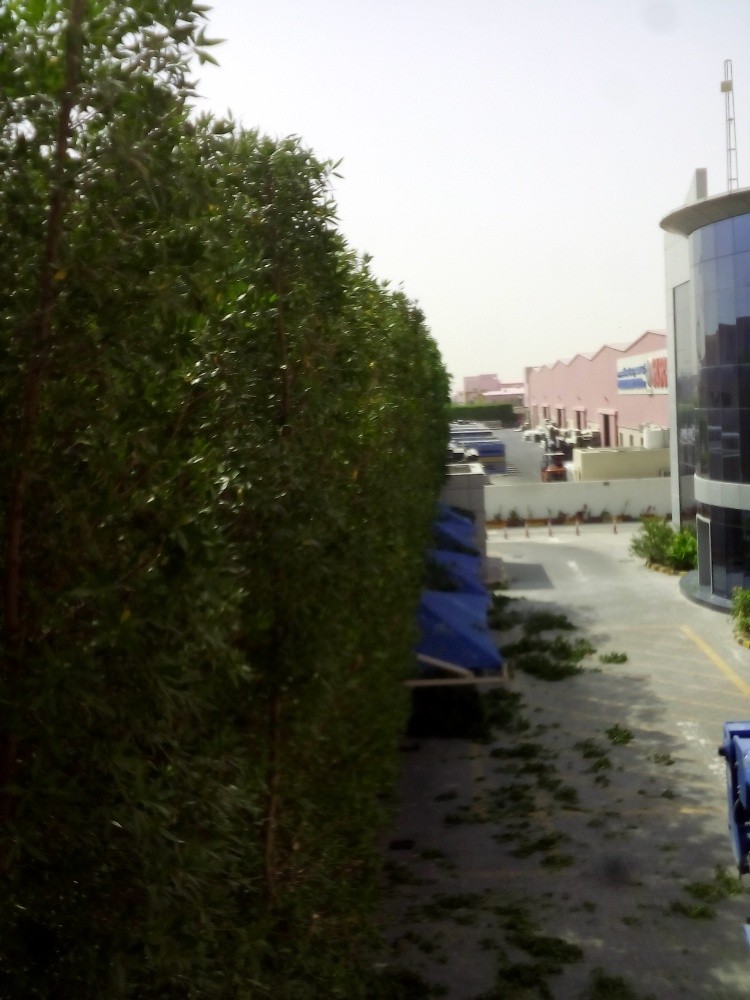 صيانه الحدائق - 2
