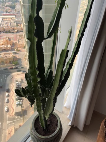 real cactus plant with pottery - 2