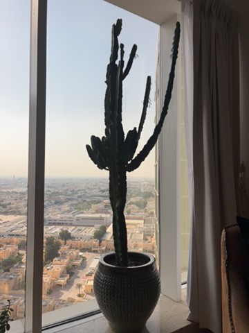 real cactus plant with pottery - 1