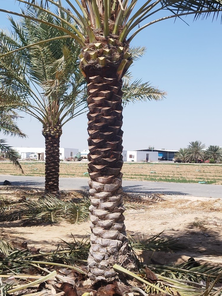 شركة زراعيه - 3