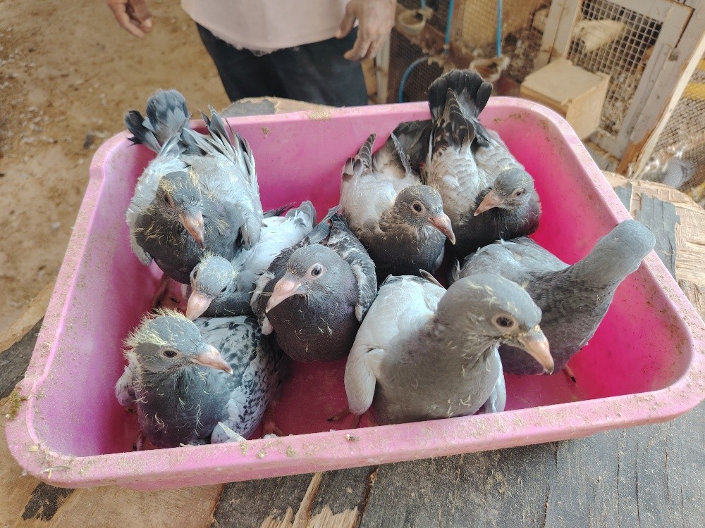 Jhaglil Pigeons Baby - 4