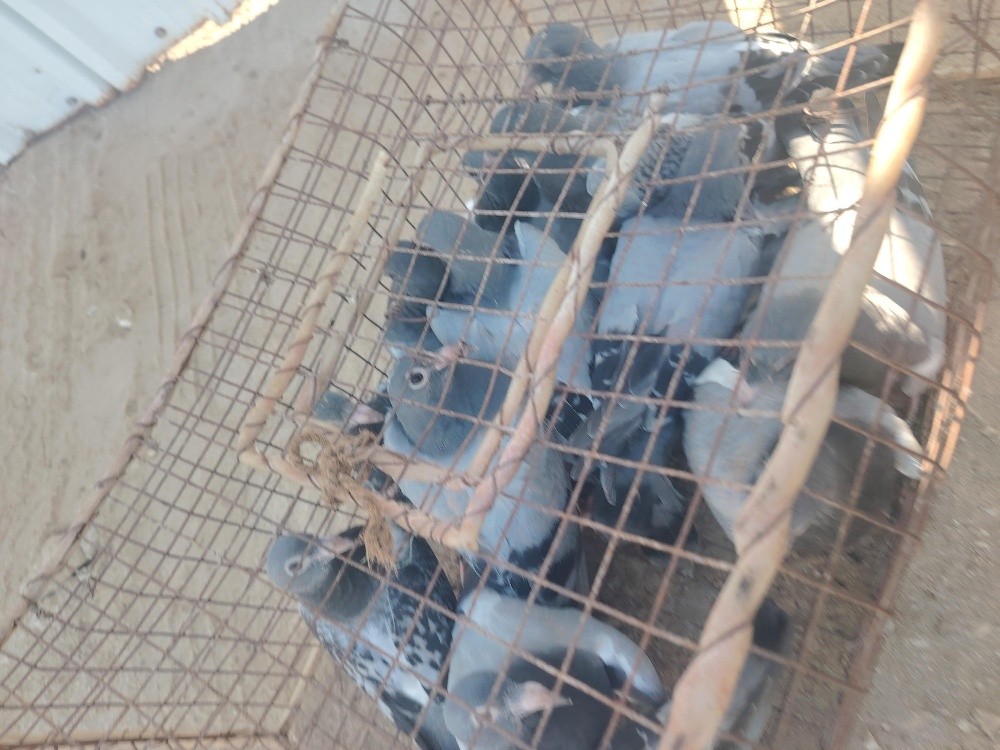 Jhaglil Pigeons Baby - 2