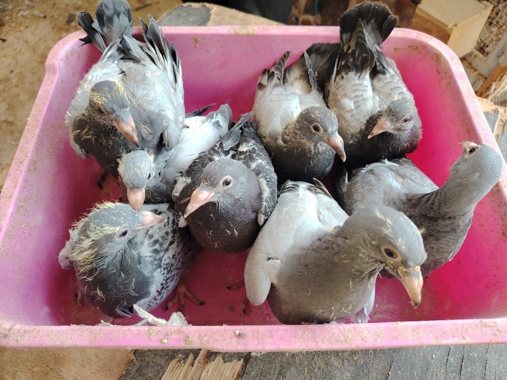 Jhaglil Pigeons Baby - 3