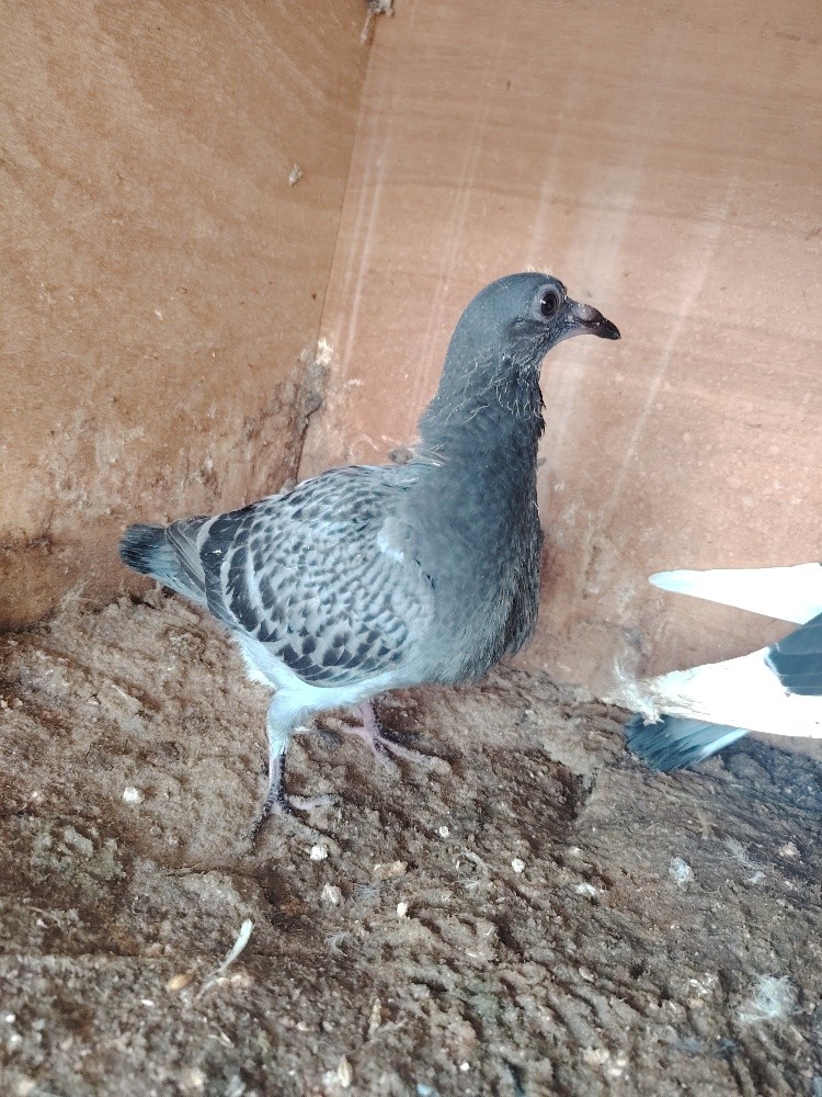 Jhaglil Pigeons Baby - 1