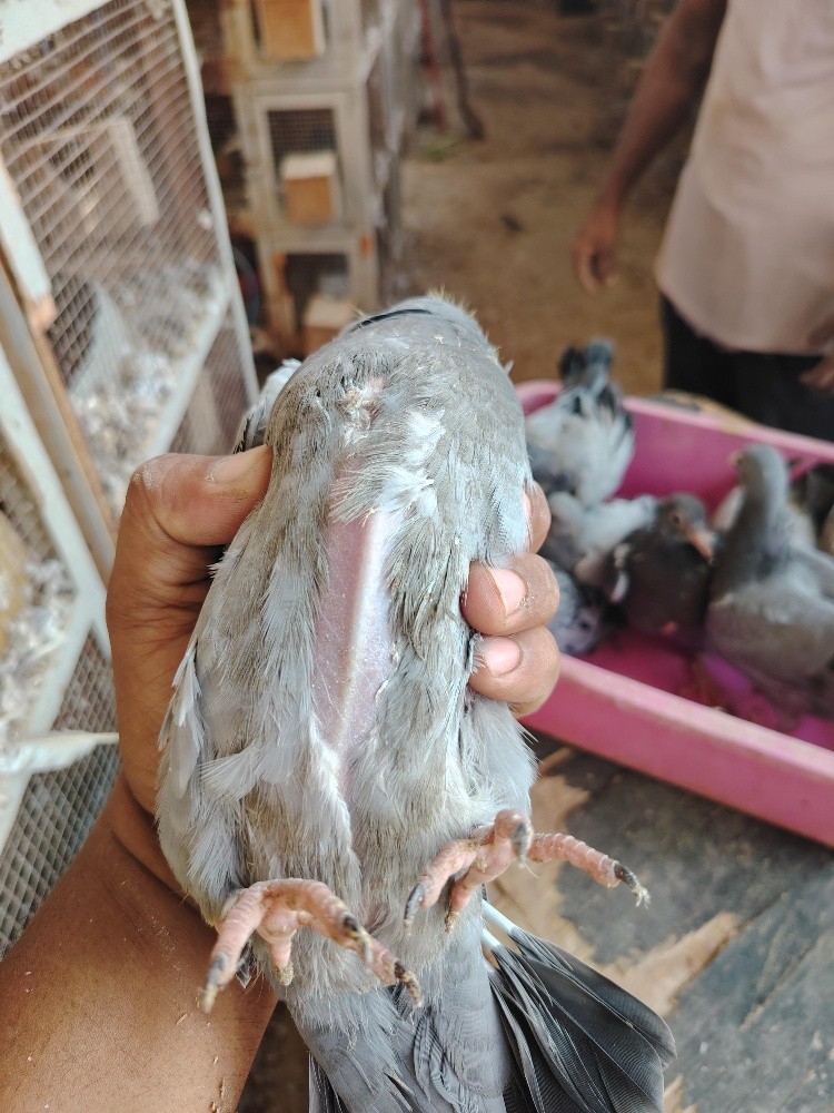 Jhaglil Pigeons Baby - 5