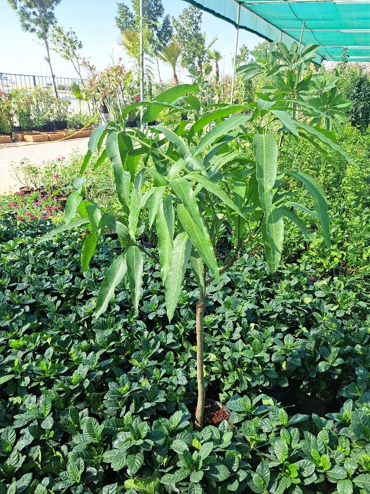 زراعة حدائق - 5