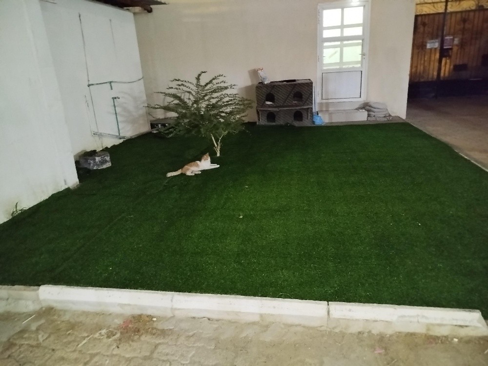 Green Carpet selling & fixing - 3